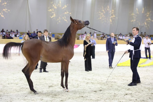 UAE_horses-Dubai
