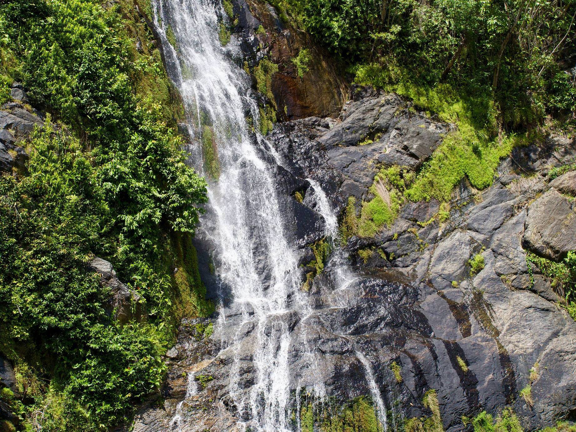 Savannah Way, Kuranda National Park