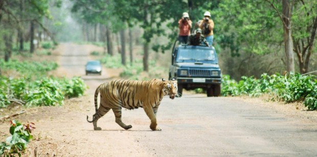 tadoba-national park