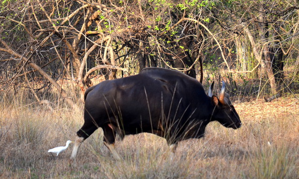 tadoba-national park