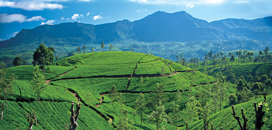 Country-Tea-Sri-Lanka