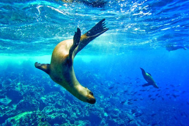 Galapagos sea lion (Zalophus wollebaeki)